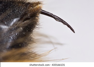 Extreme Closeup Of The Stinger Of A Bumble Bee (Bombus Sp.) On Grey Background