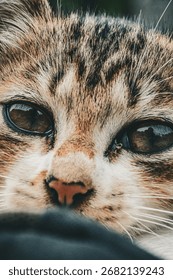 Extreme close-up of a tabby cat’s face with sharp detail on its brown eyes, whiskers, and multicolored fur, conveying curiosity and warmth