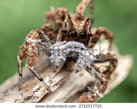Extreme close-up of a tiny brown jumping spider showing intricate details of its face and white pedipalps in nature