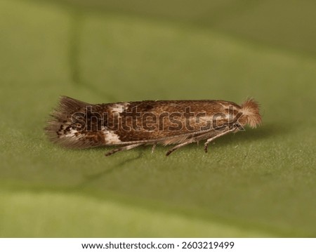 Extreme close-up of a very tiny moth, Saltern Bent-wing
(Bucculatrix maritima) from Europe