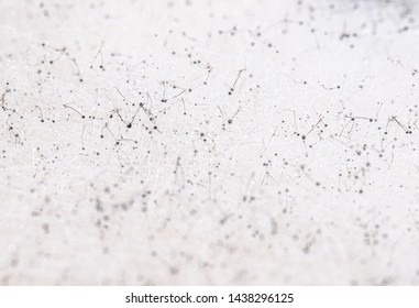 An extreme closeup view of small hairs and droplets of moisture creating a textured and patterned background, white color with copy space. - Powered by Shutterstock - Get 15% off with code: PIKWIZARD15