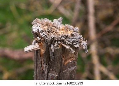 extreme close-up of a weathered wooden fence post with splinters