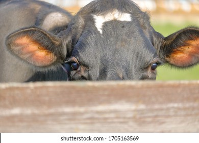 Extreme closeup of a young and curious Holstein dairy cow peeking over the fence looking directly at the stranger. 