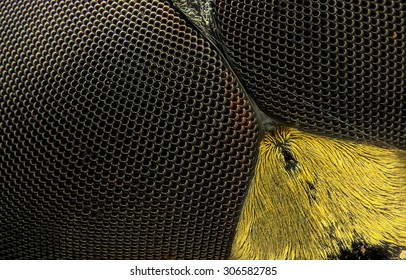 Extreme Detail Of Insect Eye