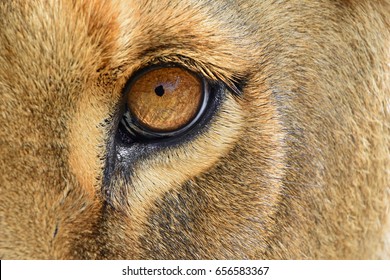Extreme detailed close up of female African lioness eye looking at camera