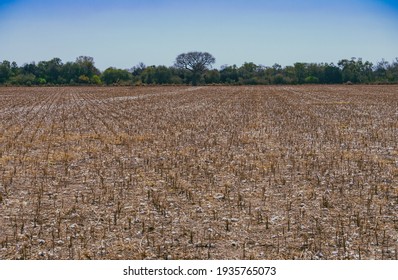 Extreme Drought In Mountains With Carob Plants