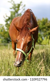 Extreme head shot close up of a beautiful young chestnut colored mare on natural background when grazing on pasture summertime - Shutterstock ID 1109527796