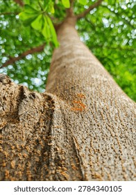Extreme low angle perspective of small orange ants crawling up a tall tree