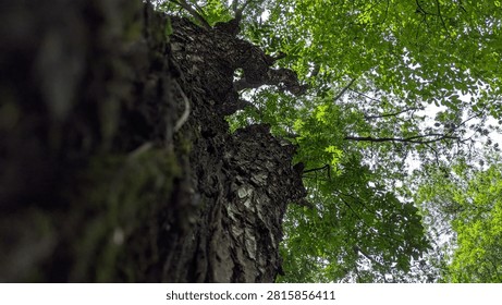 Extreme low angle view looking straight up a massive tree trunk, featuring a blurred bark foreground that leads the eye toward a lush green canopy.
