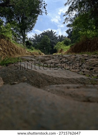 An extreme low-angle perspective captures a rough, rocky path winding through dense tropical forest and vegetation.