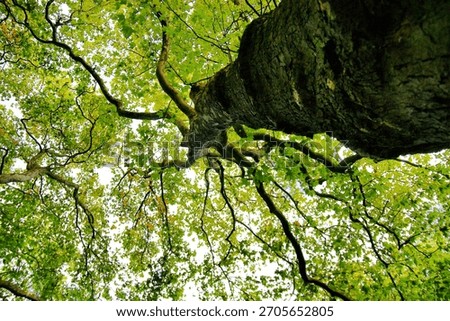 Extreme low-angle shot looking up a massive, textured tree trunk into the bright green foliage and branches of the canopy against the bright sky.