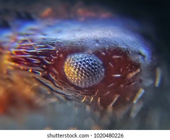 Extreme Macro Of Ant Eye Captured At Electronic Microscope.