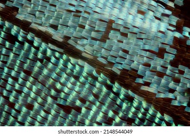 Extreme Macro Of Butterfly Wing Scales Under The Microscope