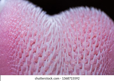 Extreme Macro Of A Cat Tongue