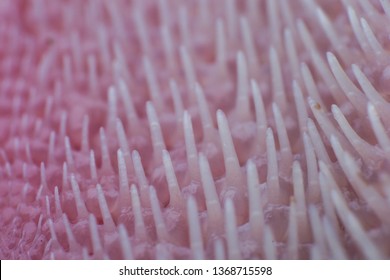 Extreme Macro Of A Cat Tongue