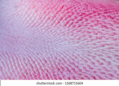 Extreme Macro Of A Cat Tongue