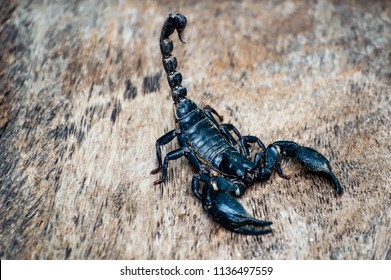  Extreme Macro close up the Giant Forest Scorpion (Heterometrus) with Black Background nature background