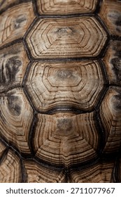 Extreme Macro Close Up of Hexagonal Pattern on Tortoise Shell Scutes