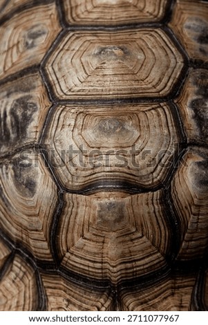 Extreme Macro Close Up of Hexagonal Pattern on Tortoise Shell Scutes