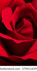 Extreme macro close up of a soft deep red rose core, romantic flower for valentine concepts.