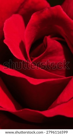 Extreme macro close up of a soft deep red rose core, romantic flower for valentine concepts.
