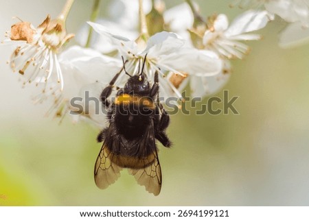 Extreme macro close-up of a Bumblebee pollinating white cherry blossoms on a spring day.