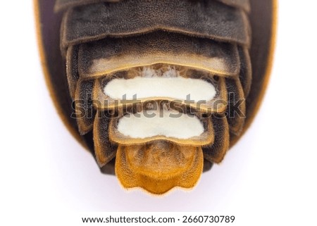 Extreme macro close-up of a firefly's underside, revealing its segmented abdomen with distinct white bioluminescent organs, set against a soft green background.