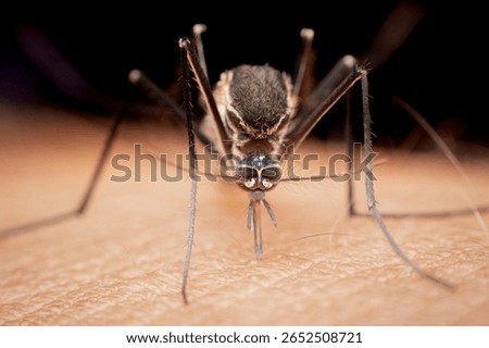 Extreme macro close-up, front view of a mosquito (likely Aedes aegypti or Aedes albopictus) with its proboscis deeply embedded in human skin, actively feeding on blood.