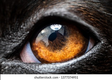 An Extreme Macro Closeup Of A Greyhound Dog Eye