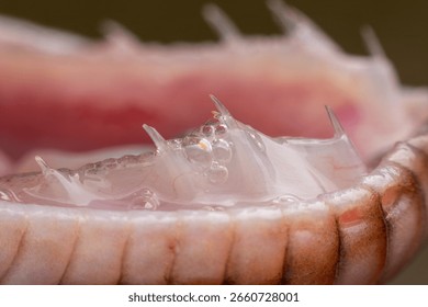 Extreme macro close-up of the inside of a python's mouth, focusing on the sharp, backward-curving teeth and the translucent, liquid-filled gum tissue, with a blurred background.