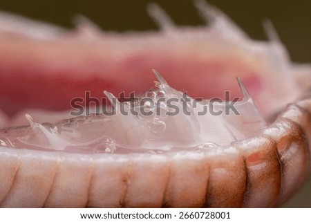 Extreme macro close-up of the inside of a python's mouth, focusing on the sharp, backward-curving teeth and the translucent, liquid-filled gum tissue, with a blurred background.
