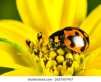 Extreme macro, close-up of a macro photo orange ladybug with black spots perched on a bright yellow wedelia flower with blur background.