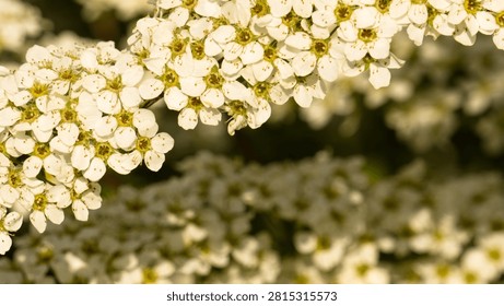 Extreme macro close-up of tiny white spirea flowers in bright sunlight