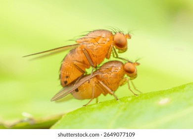 Extreme macro close-up of two fruit flies (Drosophila) in the act of mating on a vibrant green leaf, showcasing insect reproduction and life cycle details.