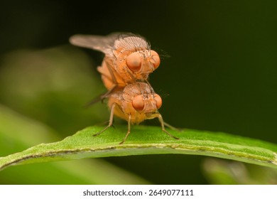 Extreme macro close-up of two fruit flies (Drosophila) in the act of mating on a vibrant green leaf, showcasing insect reproduction and life cycle details.