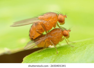 Extreme macro close-up of two fruit flies (Drosophila) in the act of mating on a vibrant green leaf, showcasing insect reproduction and life cycle details.