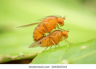 Extreme macro close-up of two small fruit flies (Drosophila) in the act of mating on a vibrant green leaf, showcasing insect reproduction and life cycle details.