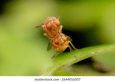 Extreme macro close-up of two small fruit flies (Drosophila) in the act of mating on a vibrant green leaf, showcasing insect reproduction and life cycle details.
