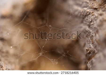 Extreme Macro of Delicate Spiderweb Inside Tree Bark Hole