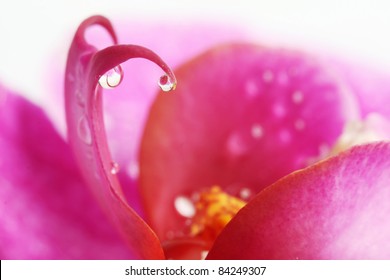 Extreme Macro: Droplets On Orchid Flower