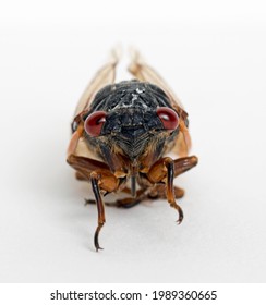 Extreme Macro Of Dying Cicada Brood X Face 