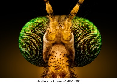 Extreme macro - full frontal portrait of a green eyed crane fly, magnified through a microscope objective (width of the frame is 2.2mm)