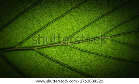 Extreme macro of green leaf texture with detailed veins, organic nature background, vivid botanical pattern, natural photosynthesis concept.