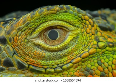 Extreme Macro Iguana Eye Photo