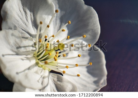 Extreme macro image of a white cherry blossom. The view from the side accentuates the many stamens. White Cherry Blossoms with soft petals and stamens.Обои фон, рабочий стол, обложка.