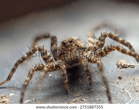 Extreme macro image of a wolf spider face. 