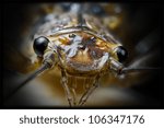 Extreme macro insect head