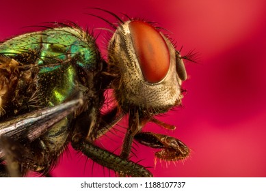 Extreme Macro Insects