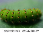 Extreme macro photo of green catepillar of Emperor moth laying on a green leaf.