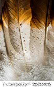 Extreme macro photo of Native American Indian feathers from a headdress costume.